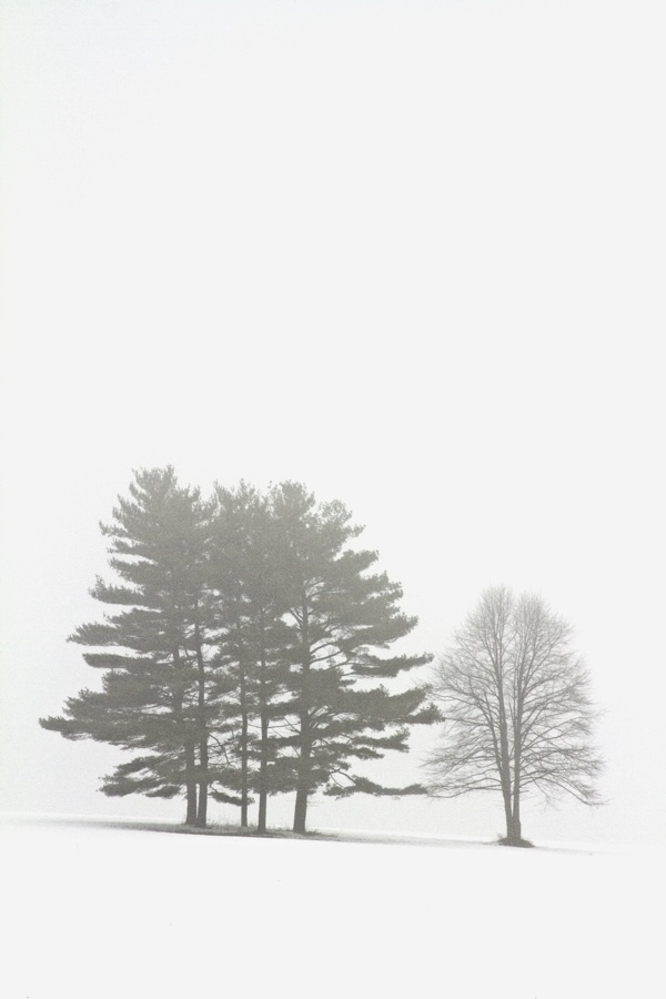 A cluster of pines and a lone bare tree in fog over snow, high-key and minimal