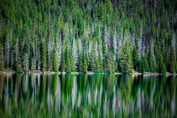 Sparks Lake reflection study, fine-print detail