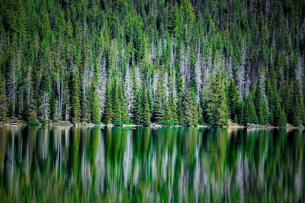 Skeletal trees bleeding into their own reflection on Sparks Lake, Monet-like