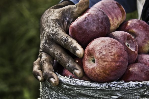 Weathered working hands cradling freshly picked red apples in a burlap-wrapped basket