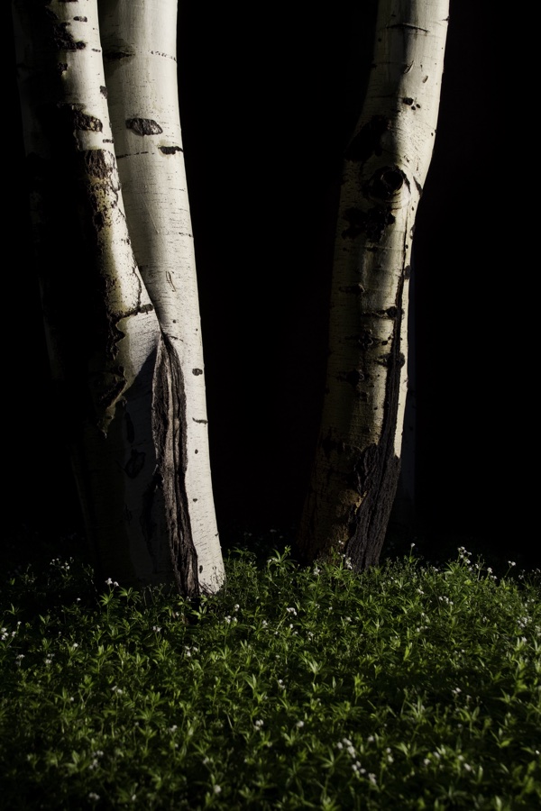 White aspen trunks lit against darkness above a bed of small white wildflowers